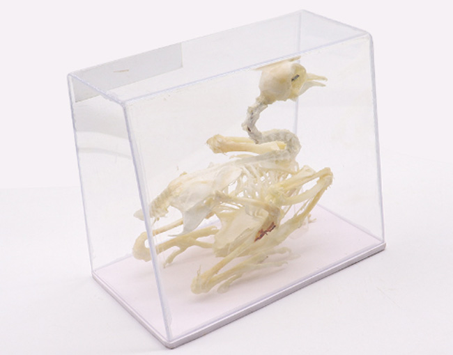 ��������(bi��o)��